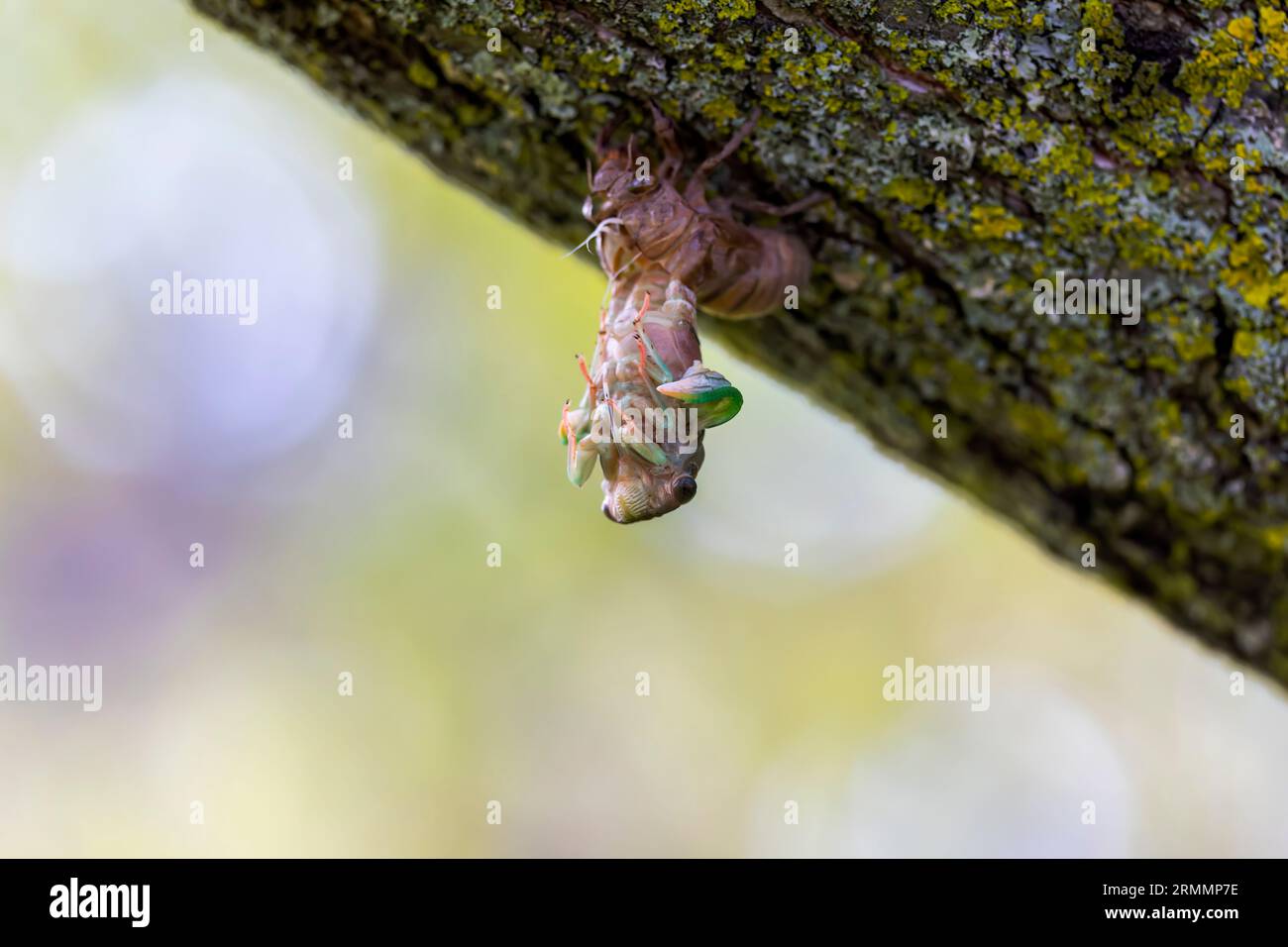 The dogday cicada (Neotibicen canicularis). The final stage of the larval to adult insect