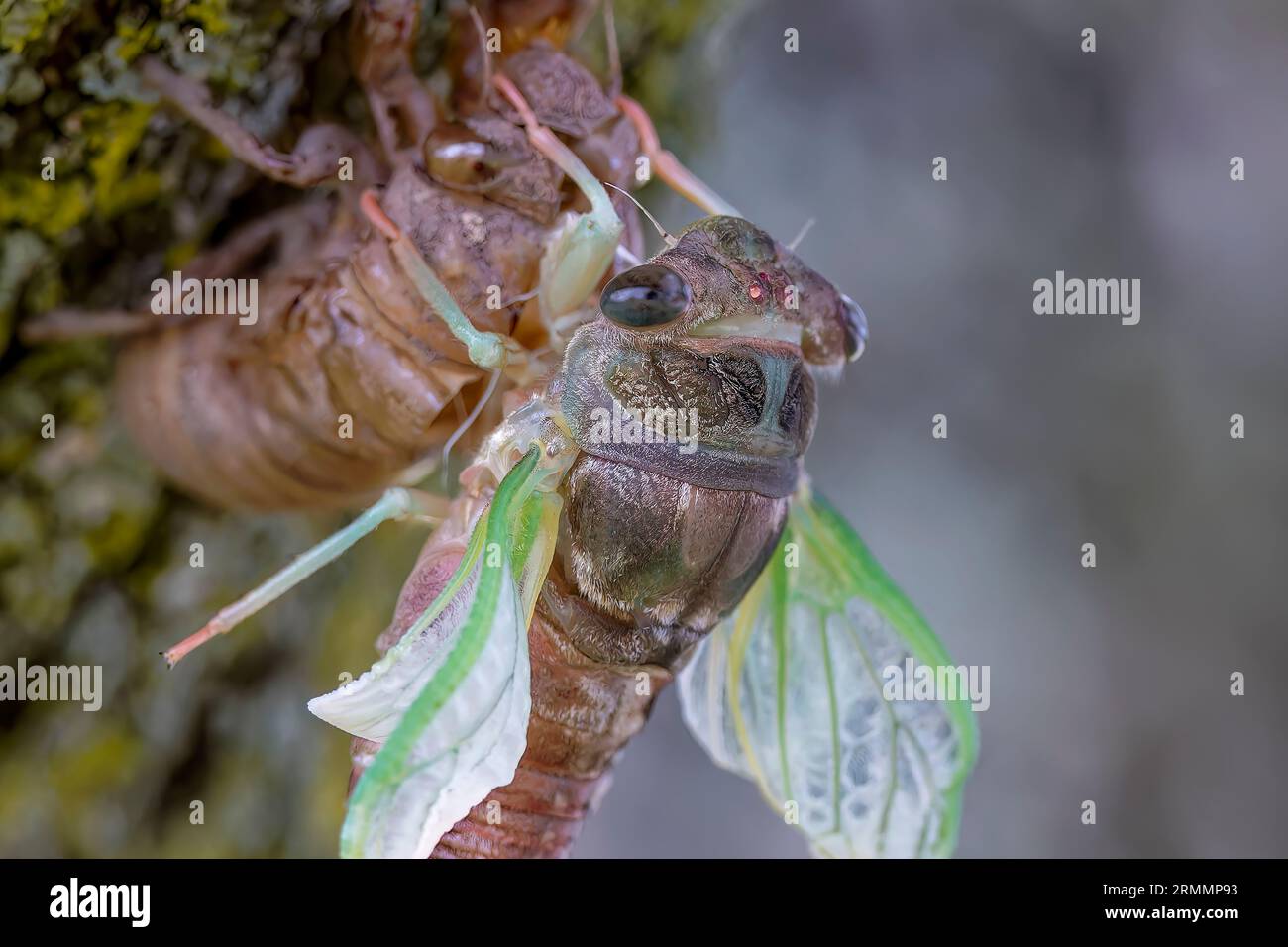 The dog-day cicada (Neotibicen canicularis). The final stage of the larval to adult insect transformation Stock Photo