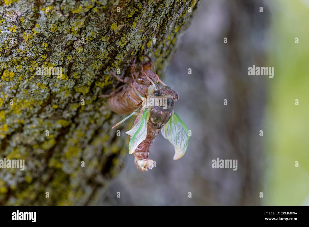 The dogday cicada (Neotibicen canicularis). The final stage of the larval to adult insect