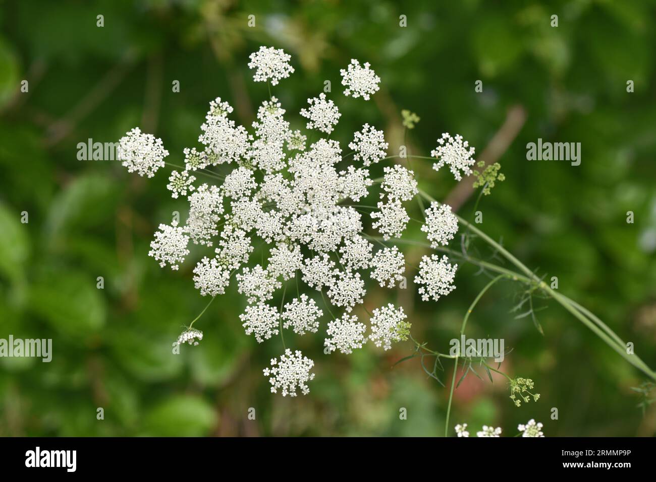 Bullwort - Ammi majus Stock Photo