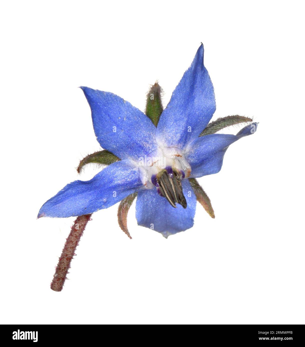 Borage - Borago officinalis Stock Photo