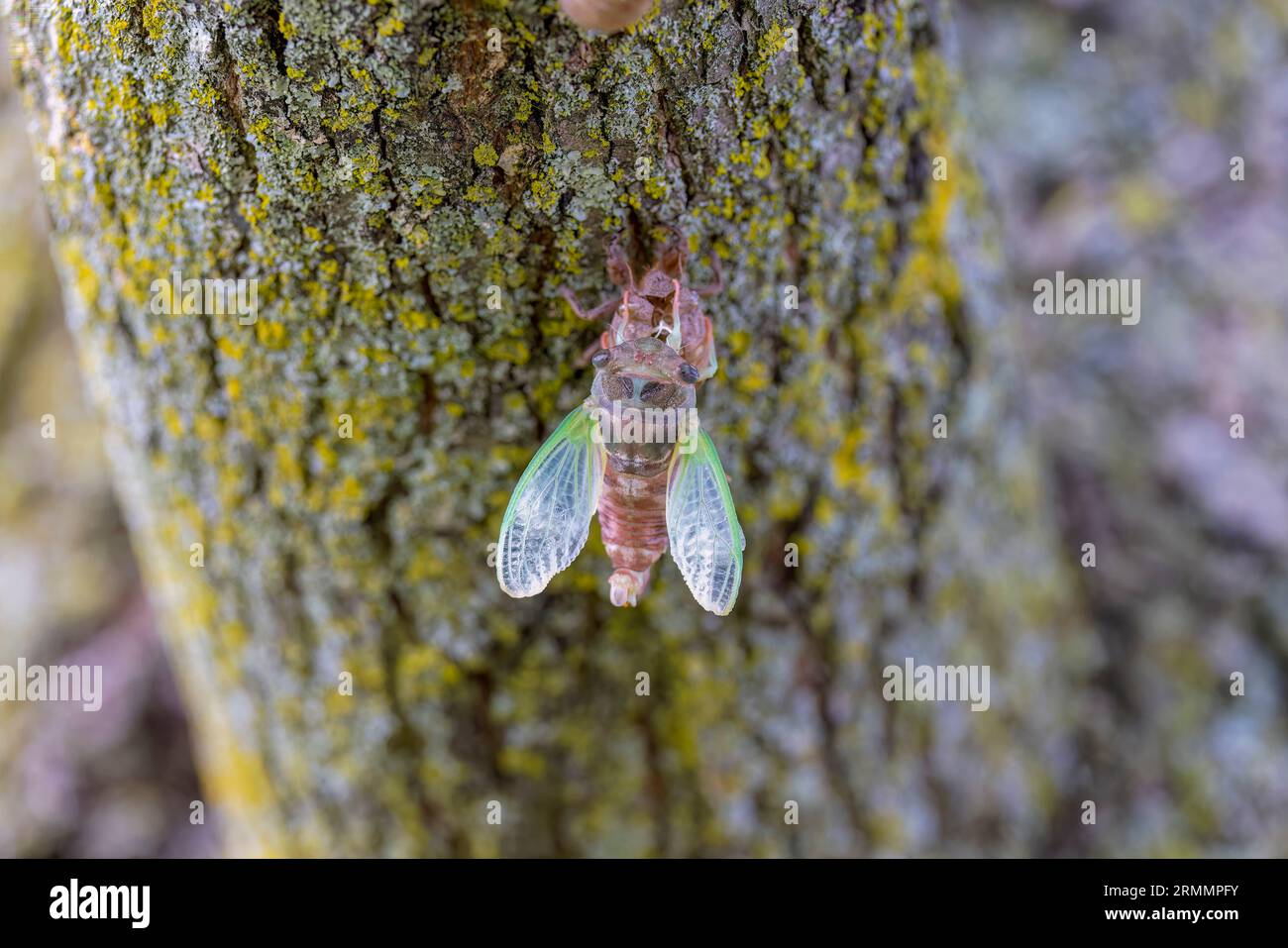 The dogday cicada (Neotibicen canicularis). The final stage of the larval to adult insect