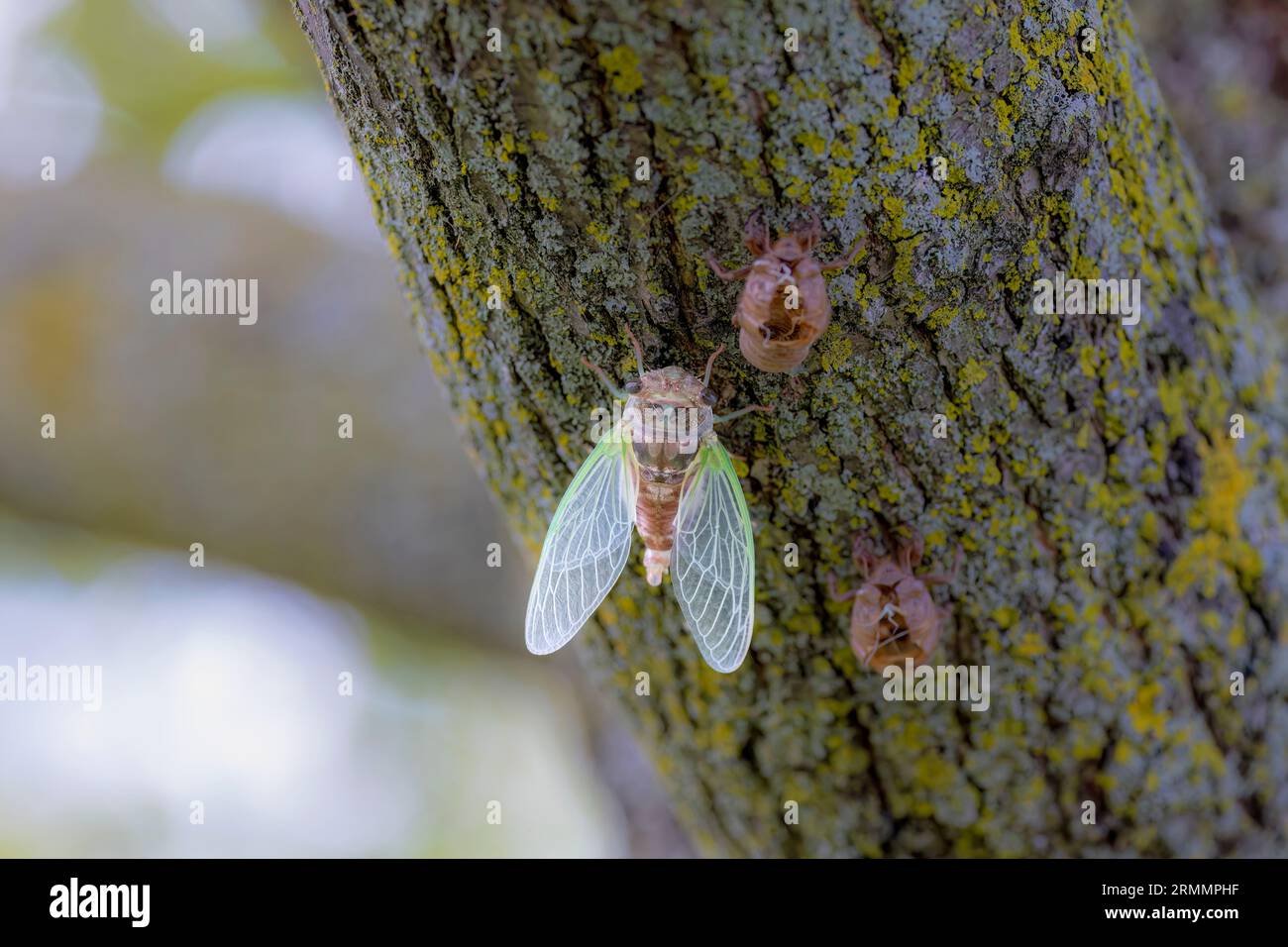 The dogday cicada (Neotibicen canicularis). The final stage of the larval to adult insect