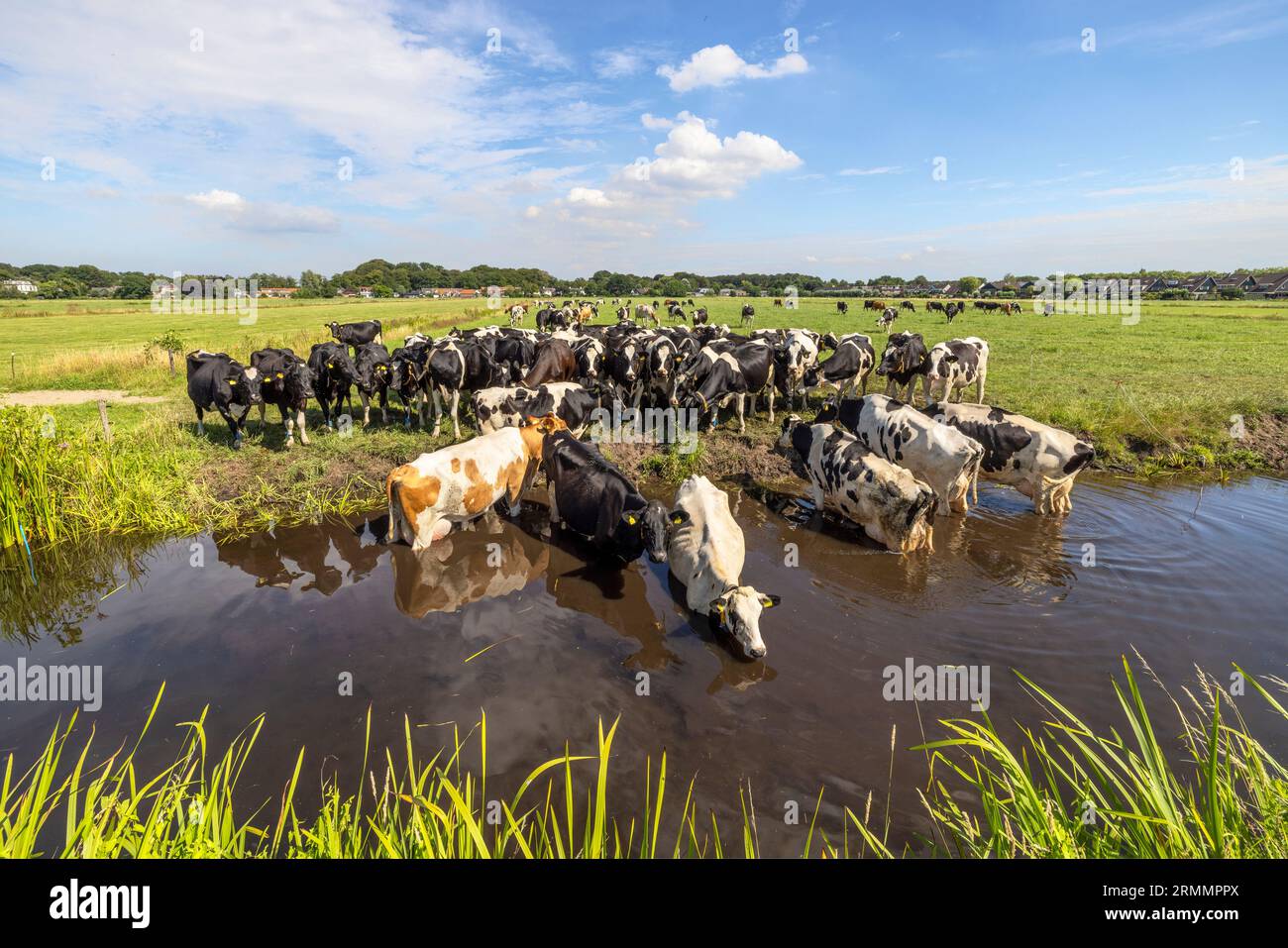 Herd cows swimming taking a bath in a creek, reflection in the water of a ditch, a group cooling