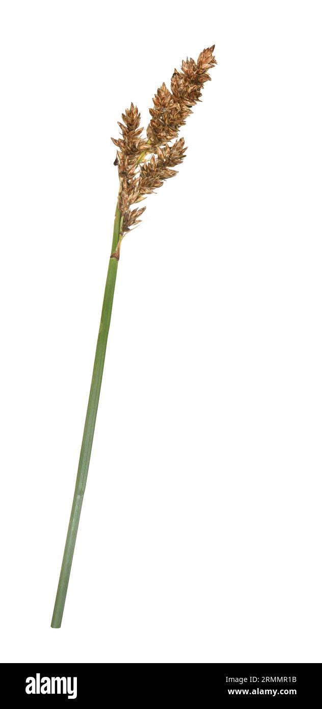 Lesser Tussock-sedge - Carex diandra Stock Photo