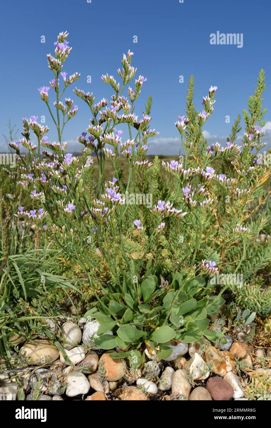 Rock Sea-lavender - Limonium dodartiforme Stock Photo