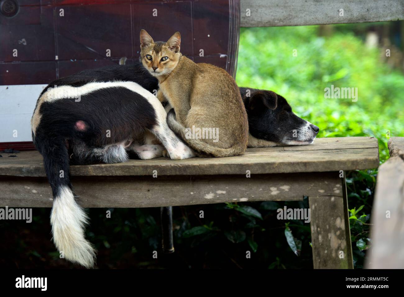 A black dog laying on a wooden platform near a cat Stock Photo
