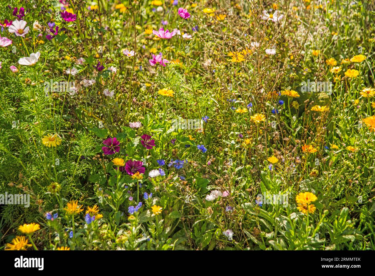 Many flowers different species hi-res stock photography and images - Alamy