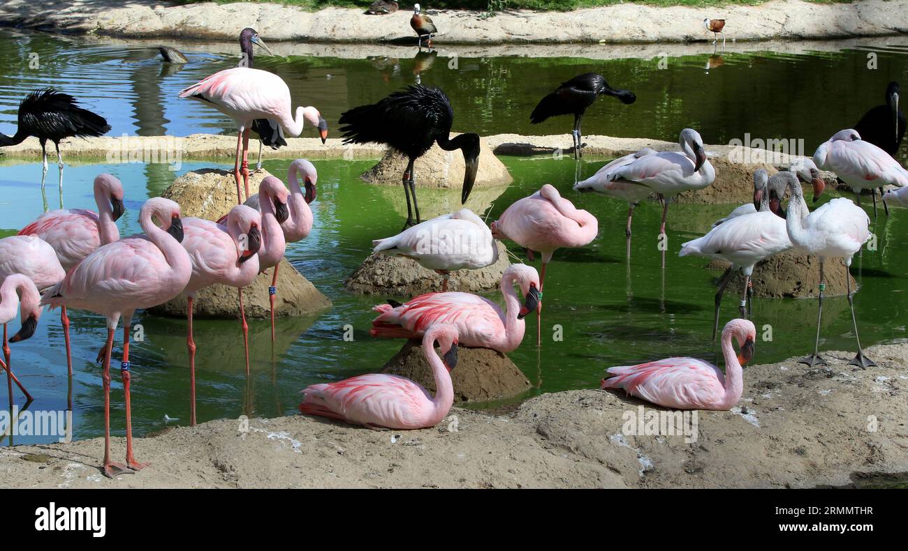 Different animals in reserve hi-res stock photography and images - Alamy