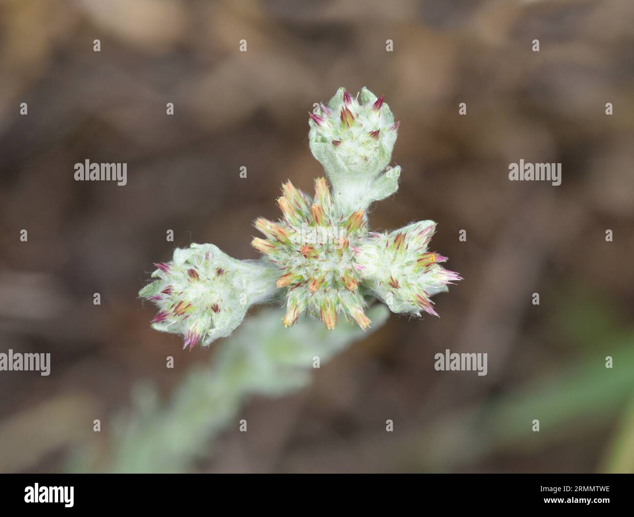 Red-tipped Cudweed - Filago lutescens Stock Photo - Alamy