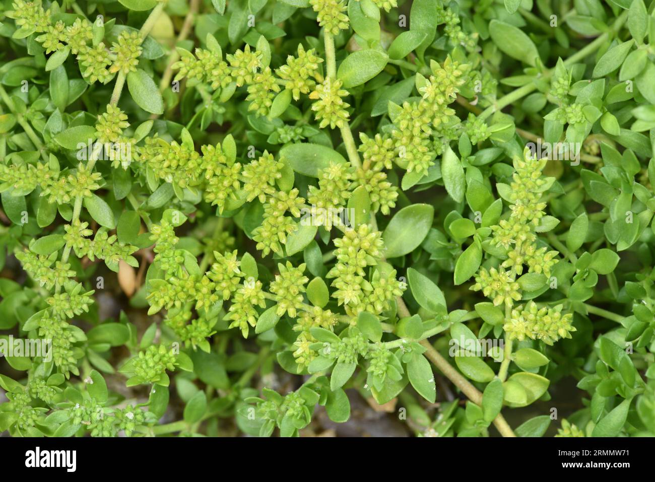Smooth Rupturewort - Herniaria glabra Stock Photo