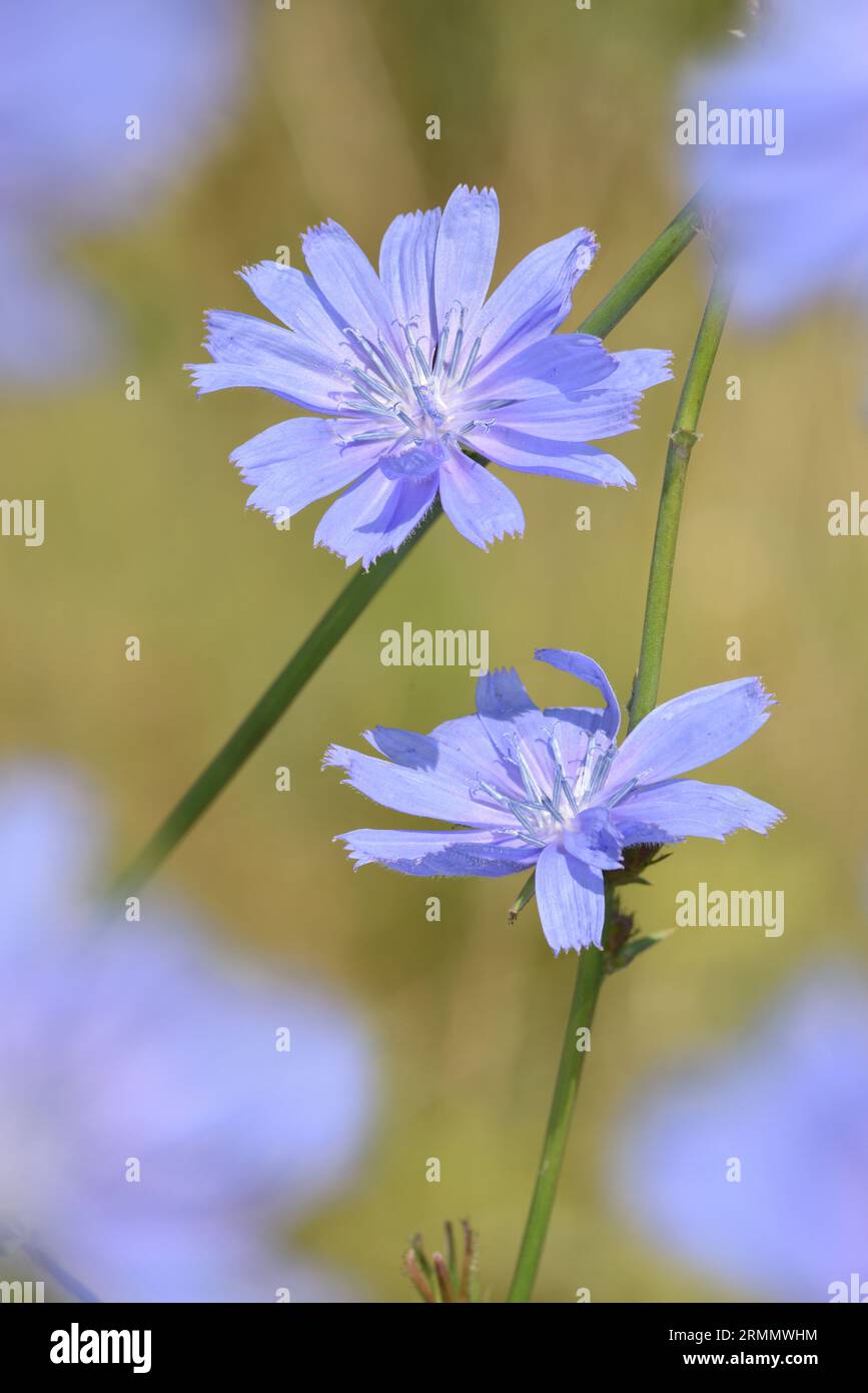 Chicory - Cichorium intybus Stock Photo