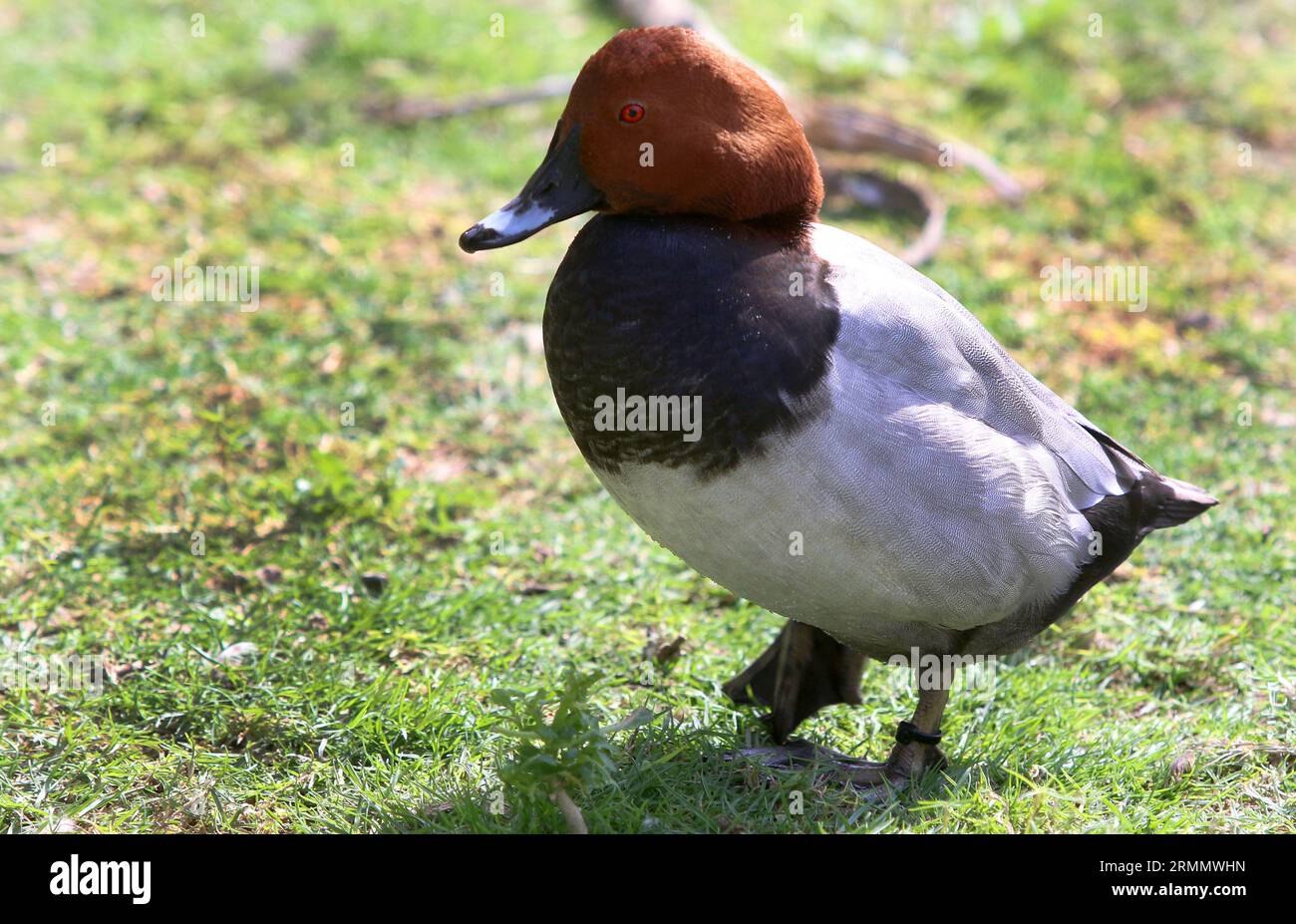 Animals and birds in a governmentsponsored nature reserve in the Dubai