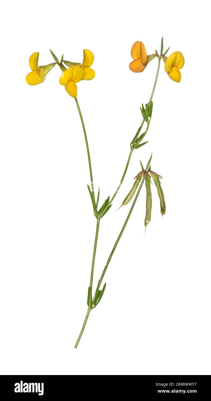 Slender Bird's-foot Trefoil - Lotus angustissimus Stock Photo
