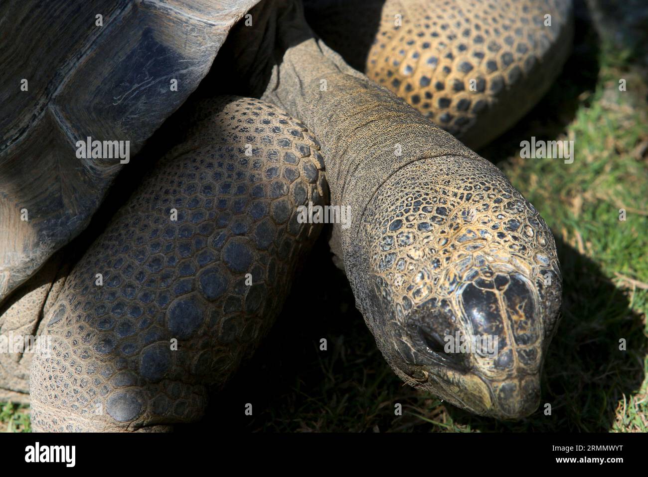 Animals and birds in a governmentsponsored nature reserve in the Dubai