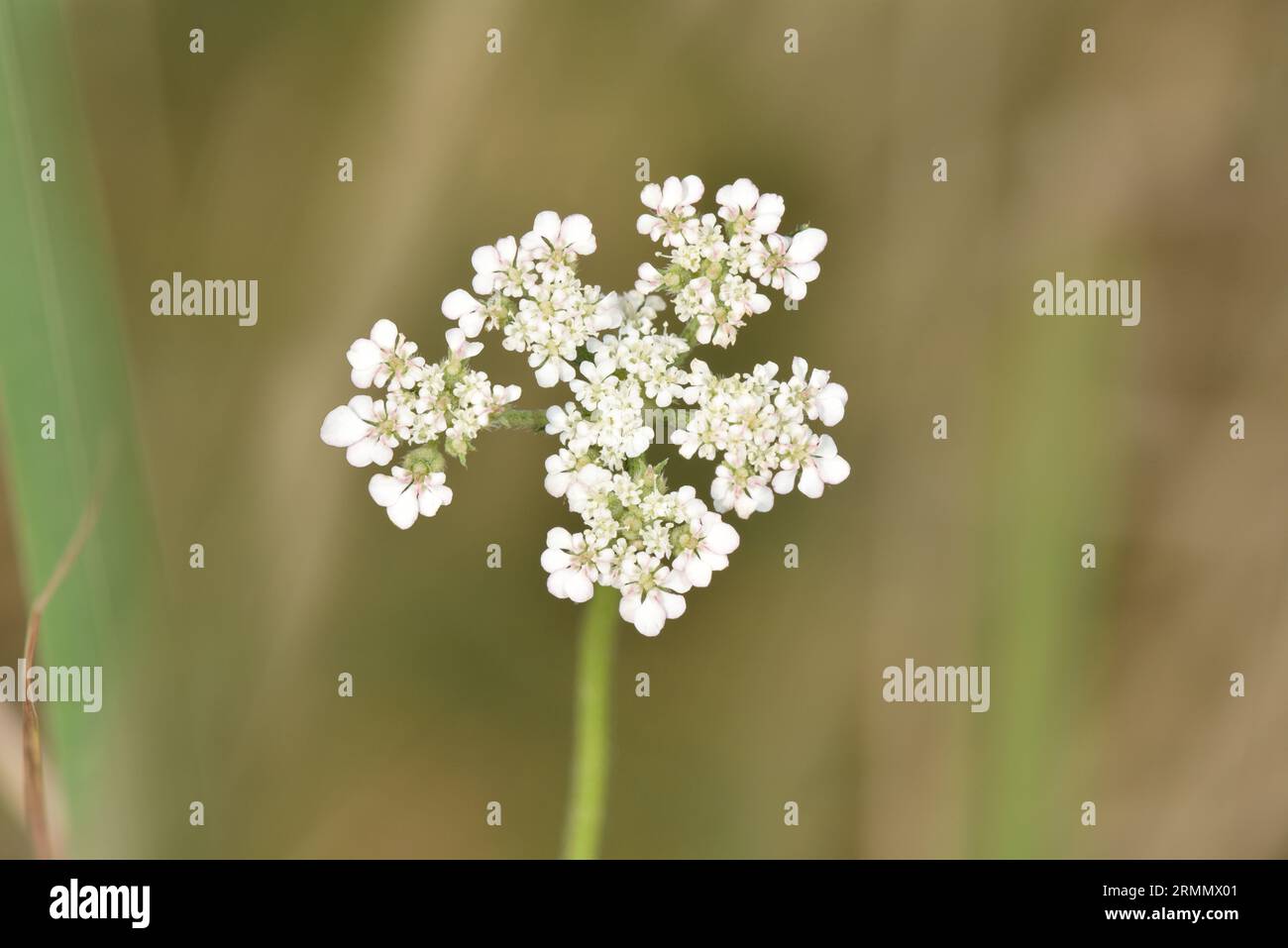 Hartwort - Tordylium apulum Stock Photo