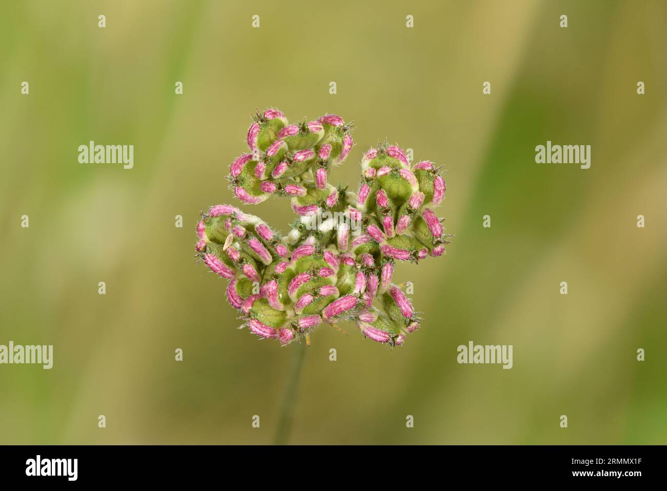 Hartwort - Tordylium apulum Stock Photo