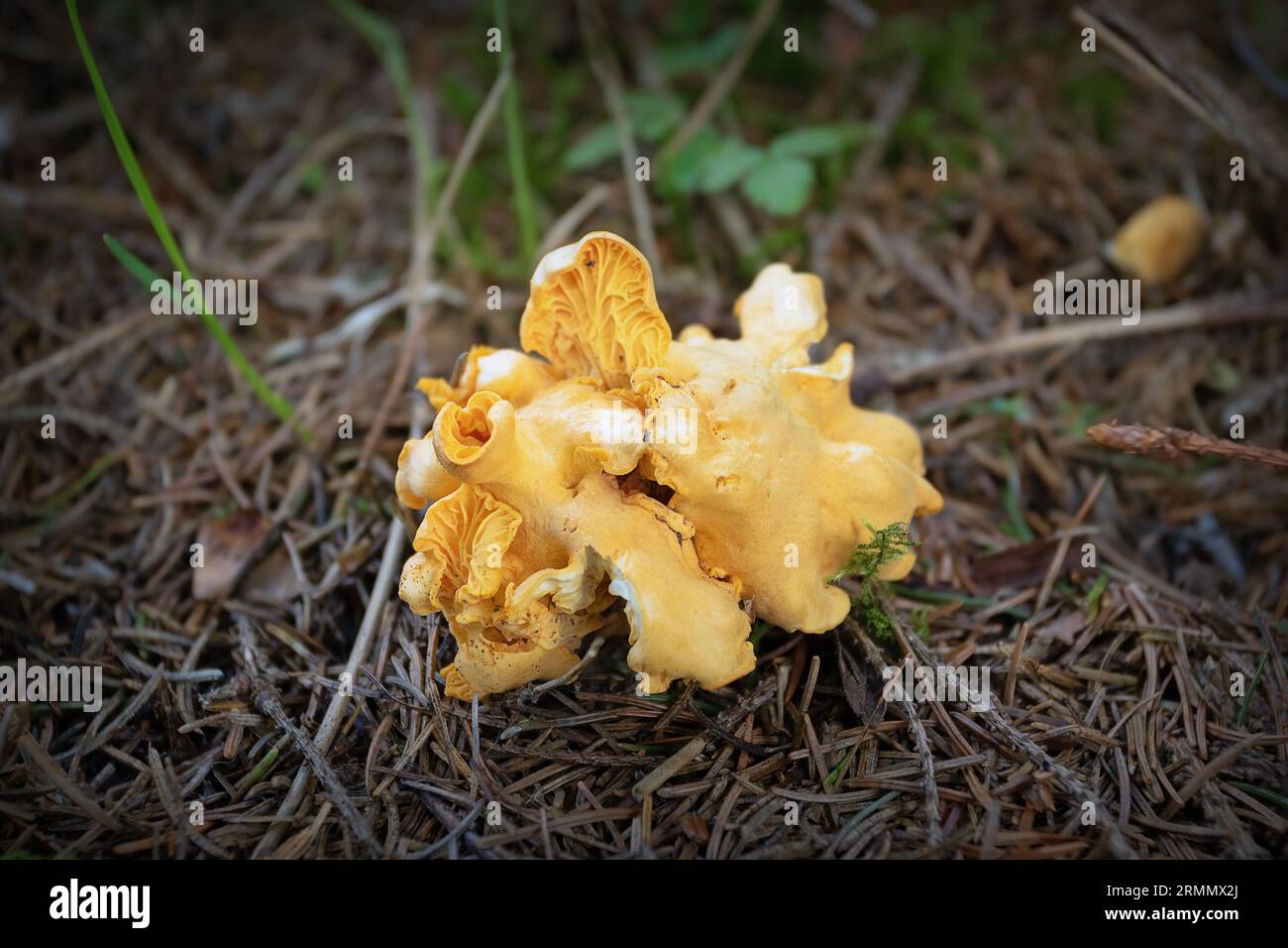chanterelles in the woods, mushrooms in natural habitat Stock Photo