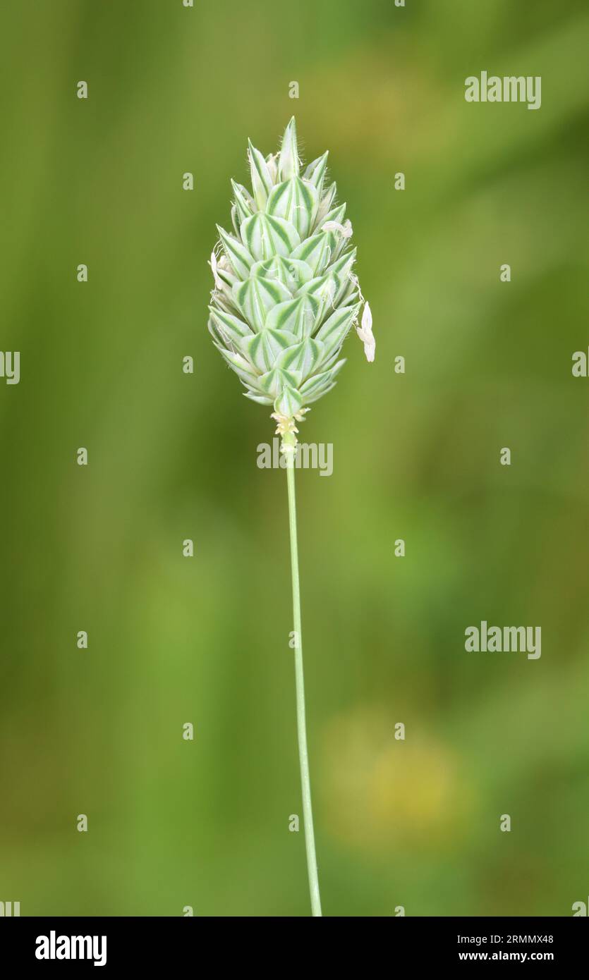 Canary-grass - Phalaris canariensis Stock Photo