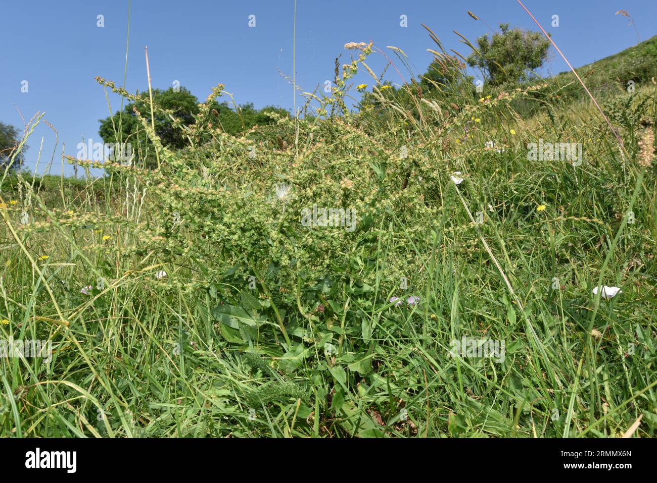 Fiddle Dock - Rumex pulcher Stock Photo