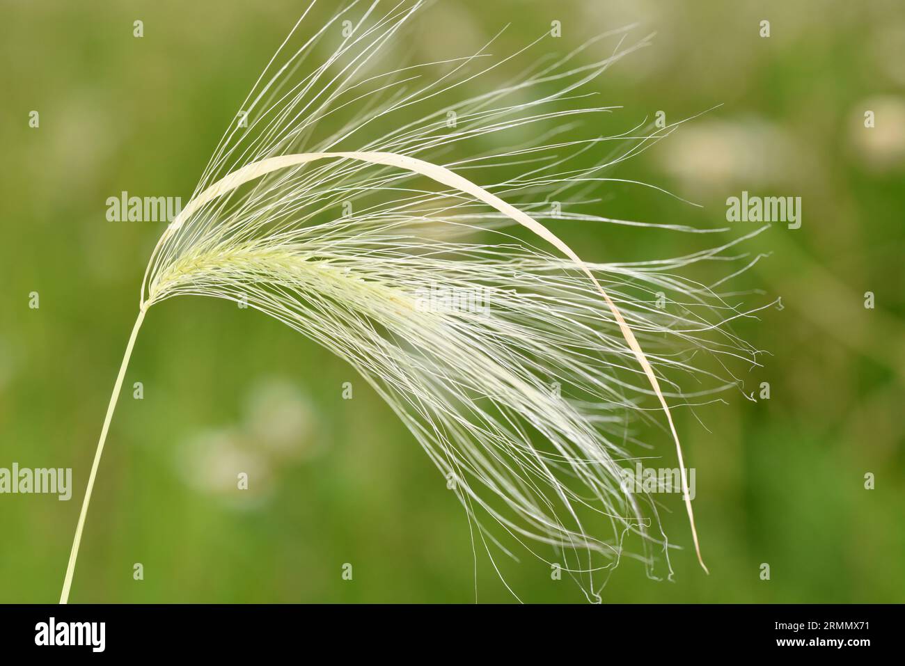 Foxtail Barley - Hordeum jubatum Stock Photo