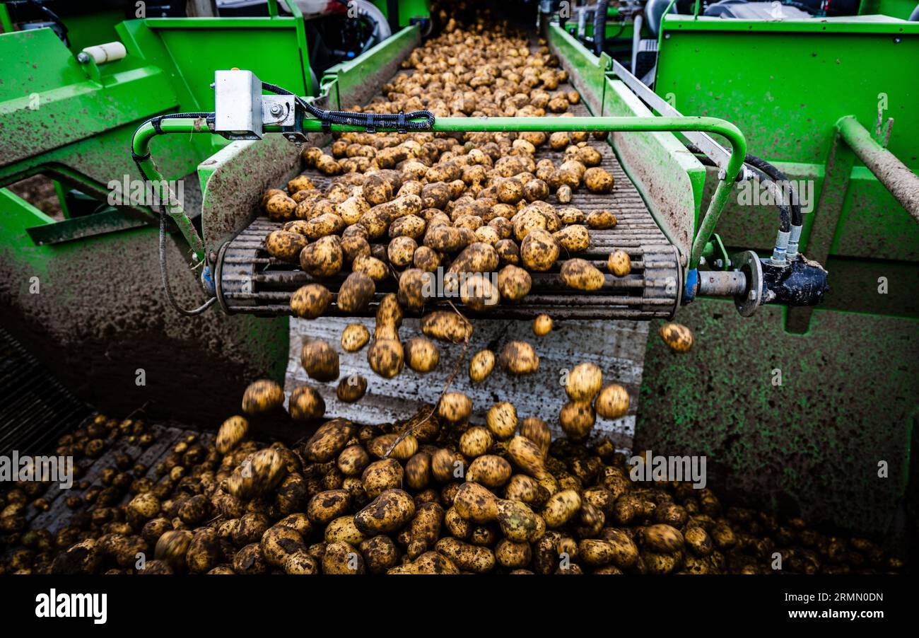 Hoeksche waard potato harvesters hi-res stock photography and images ...