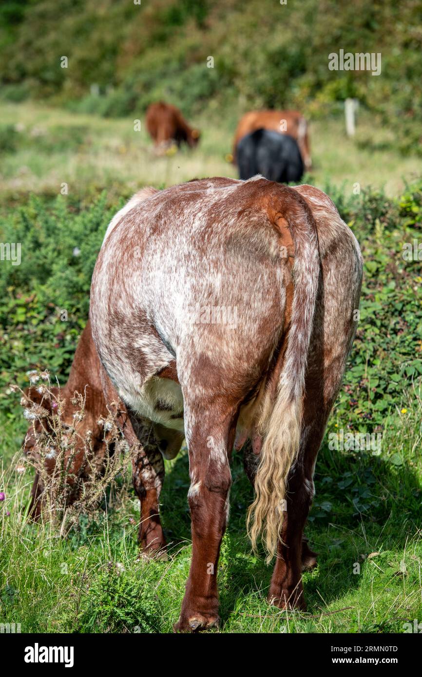 rear view of large cow or bull grazing on a hillside. livestock on ...