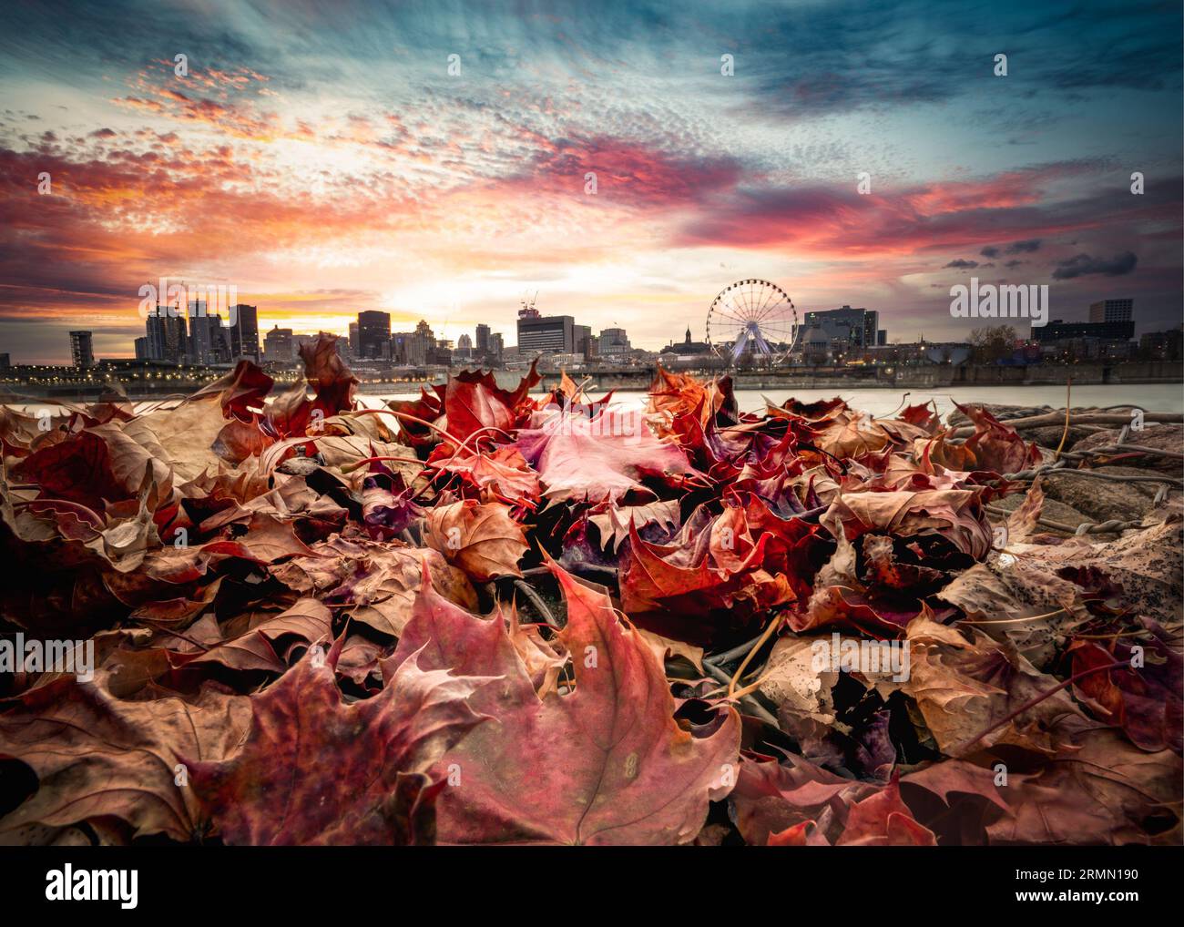 Colorful fallen autumn leaves with the city of Montreal Canada skyline seen in the background Stock Photo