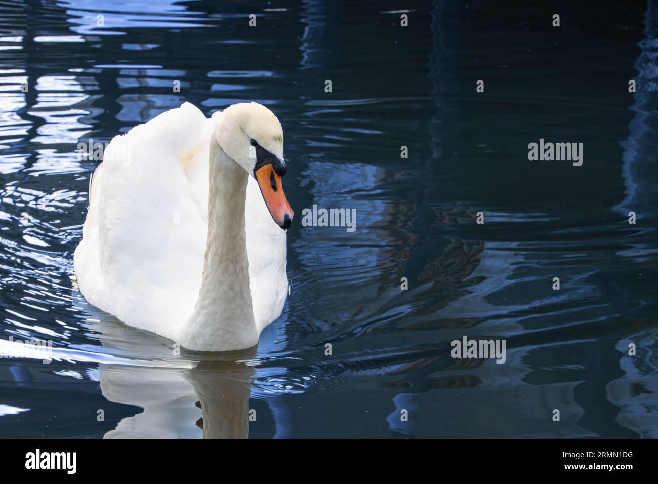 Beautiful swan on the lake at the Astra museum in Sibiu, Romania Stock Photo