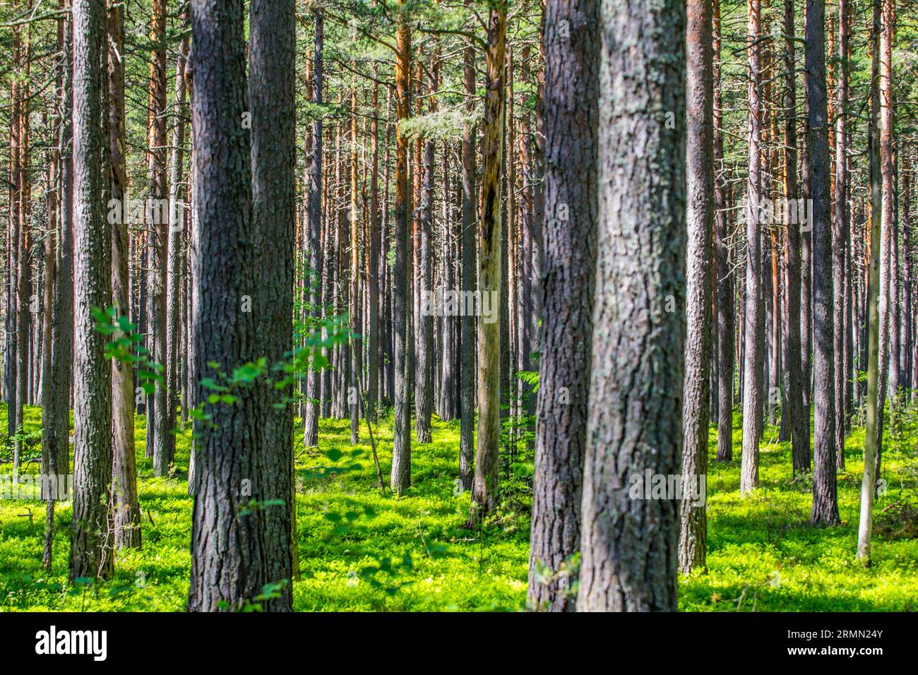 Sparse Forrest Redwood trees in soft hi-res stock photography and images - Alamy