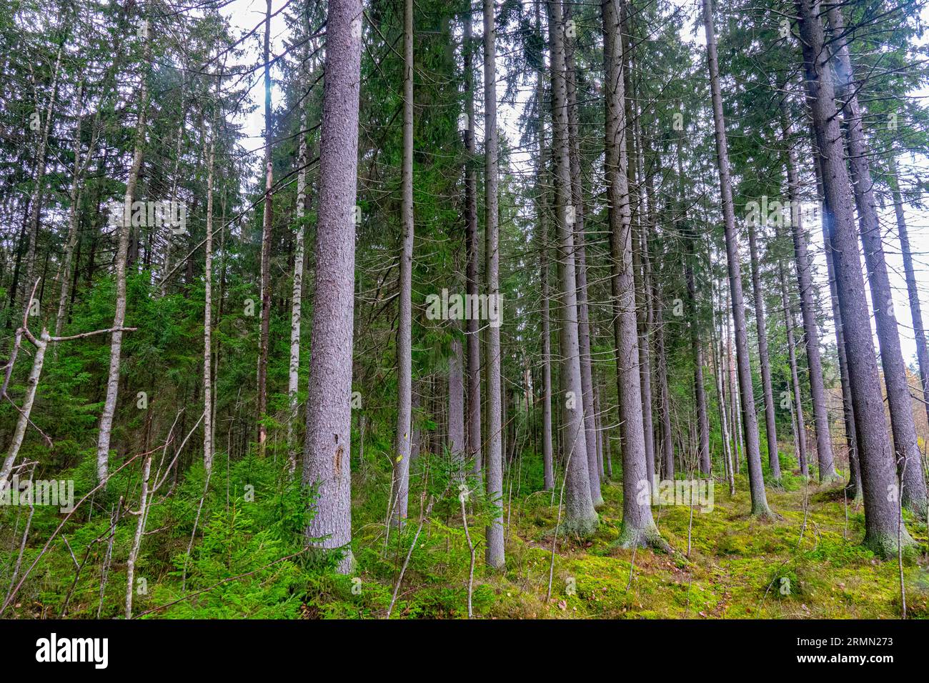 Forest science, sylviculture. Agelong timber stand of European spruce (Picea excelsa, P. abies) in the boreal forests of northeastern Europe. Woodside Stock Photo