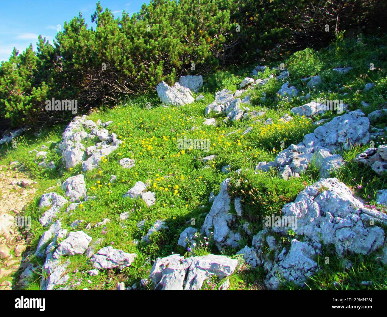 Blooming Rocks Sun lit bright patch of yellow flowering common rock rose (Helianthemum ...