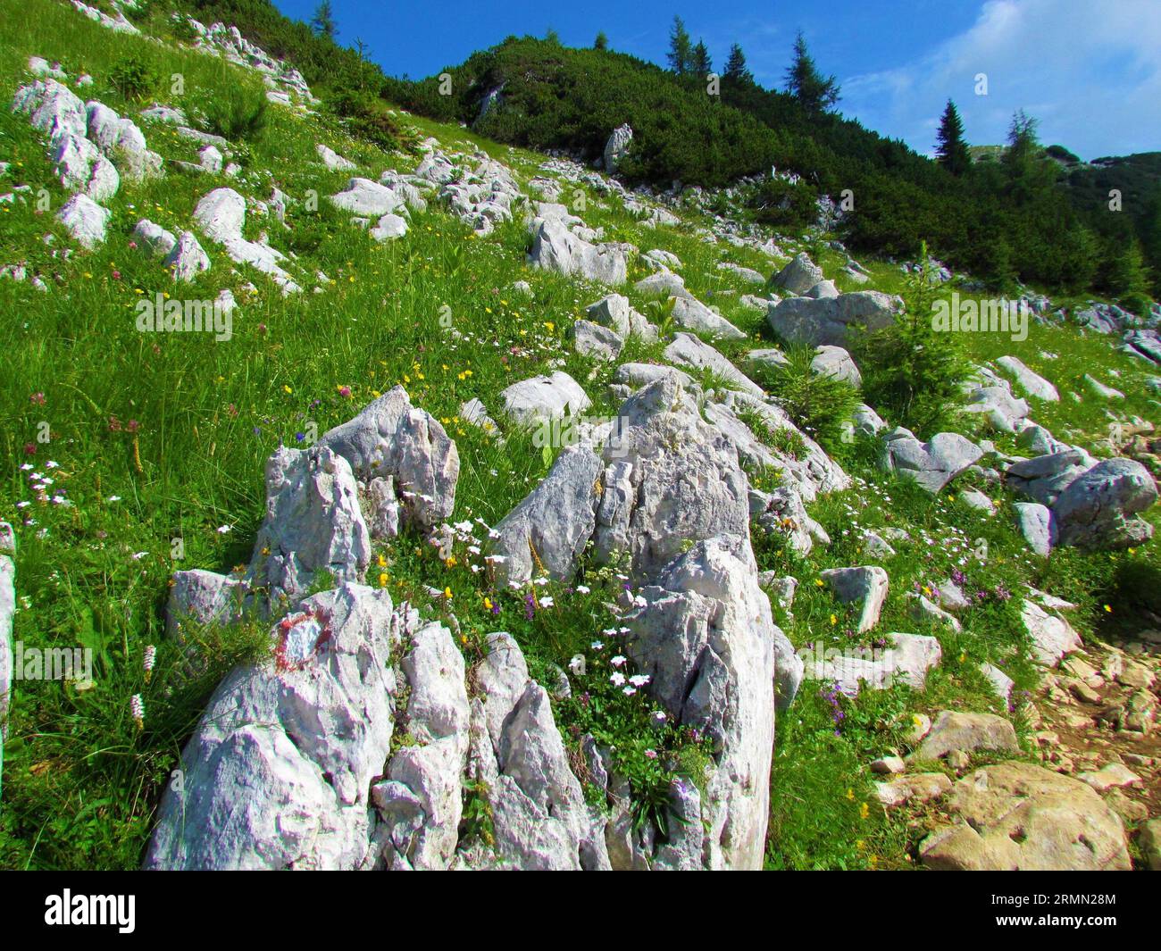 Mountain meadow covered with rocks and alpine gypsophila or creeping baby's breath (Gypsophila repens) close to Debela pec mountain above Pokljuka in Stock Photo