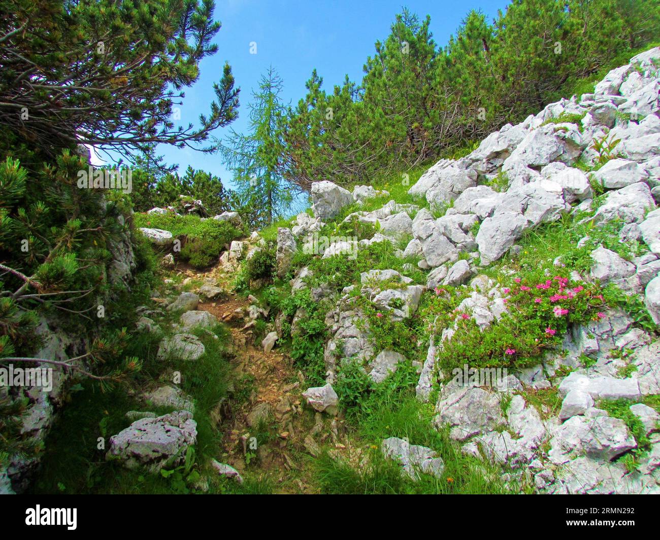Trail leading past slopes covered with rocks and creeping pine (Pinus mugo) and purple blooming hairy alpenrose (Rhododendron hirsutum) growing on the Stock Photo