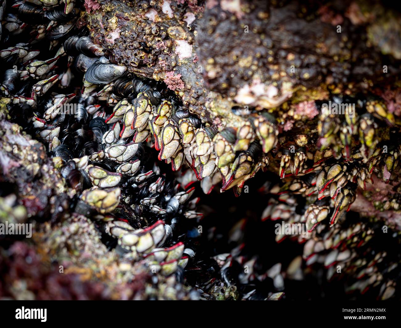 Live Goose neck barnacles or Galician barnacles (Pollicipes pollicipes) on a rock on the Galician coast (Spain) - known in Spain as percebes Stock Photo