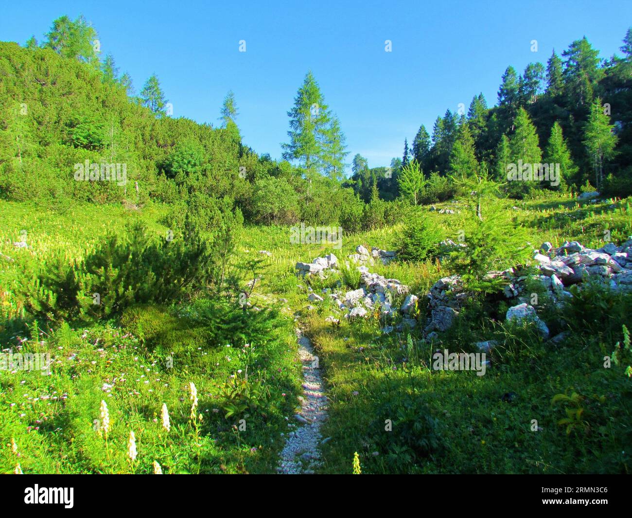 Stone covered path leading through a mountain meadow full of blooming northern wolfsbane (Aconitum lycoctonum) and covered by creeping pine and larh t Stock Photo