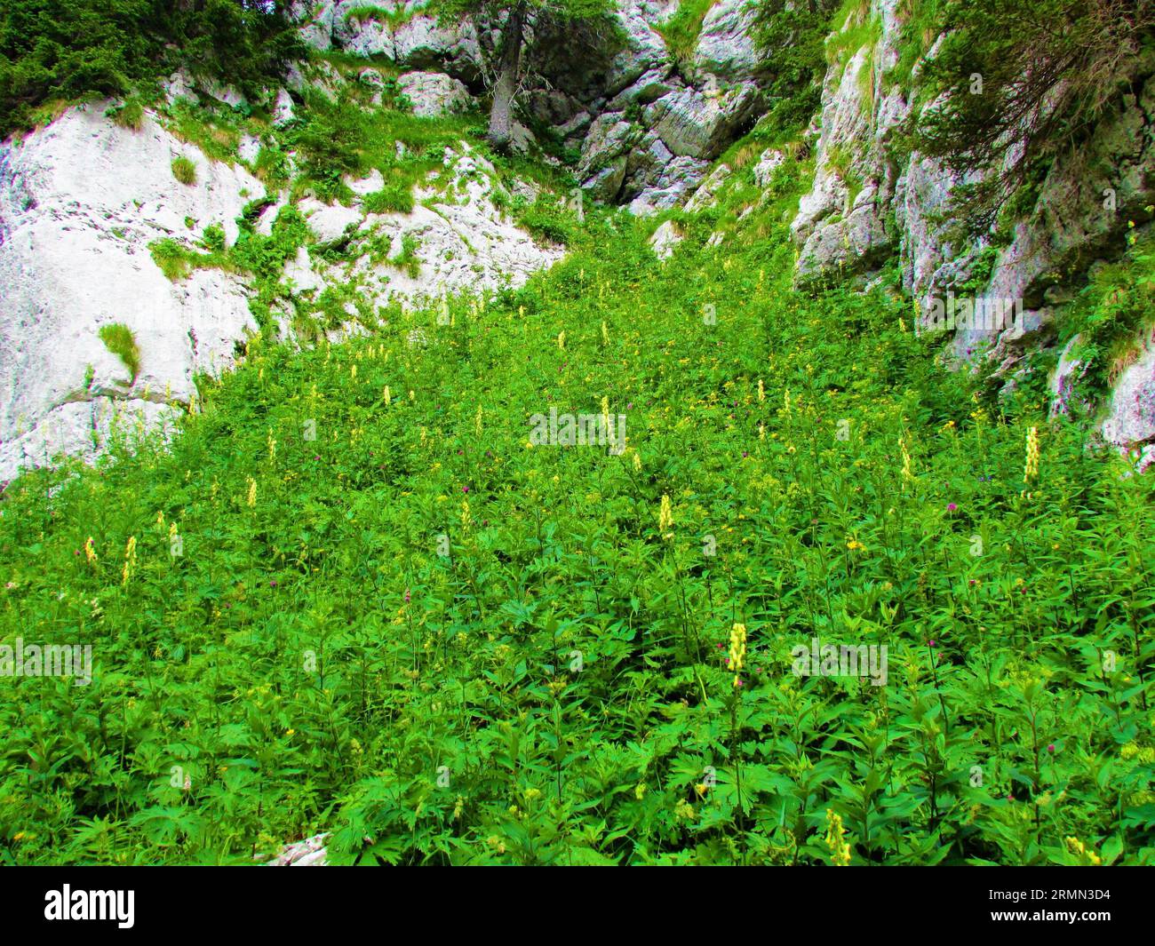 Mountain meadow in the Triglav lakes valley in Triglav national park and Julian alps, Slovenia surrounded by a rockwalls full of lush vegetation and b Stock Photo