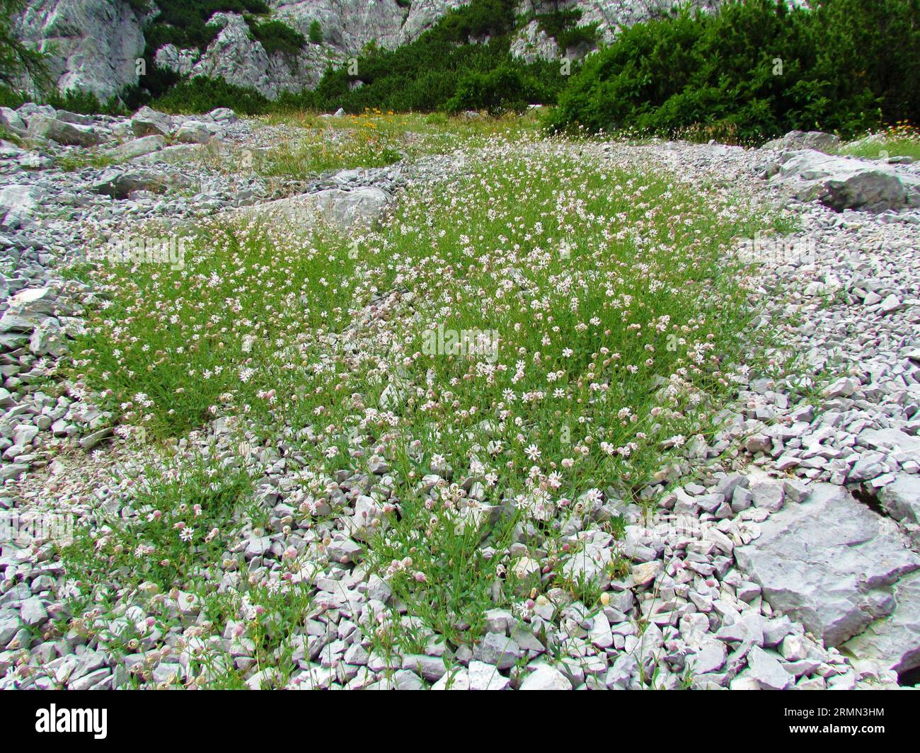 Large patch of bladder campion or maiden stears (Silene vulgaris) flowers in bloom on a mostly rocky slope with some creeping pine in the back in Kara Stock Photo