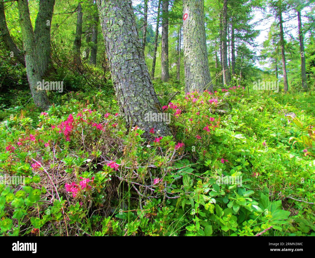 Pink flowering hairy alpen rose (Rhododendron hirsutum) growing in a bright larch forest in Slovenia Stock Photo