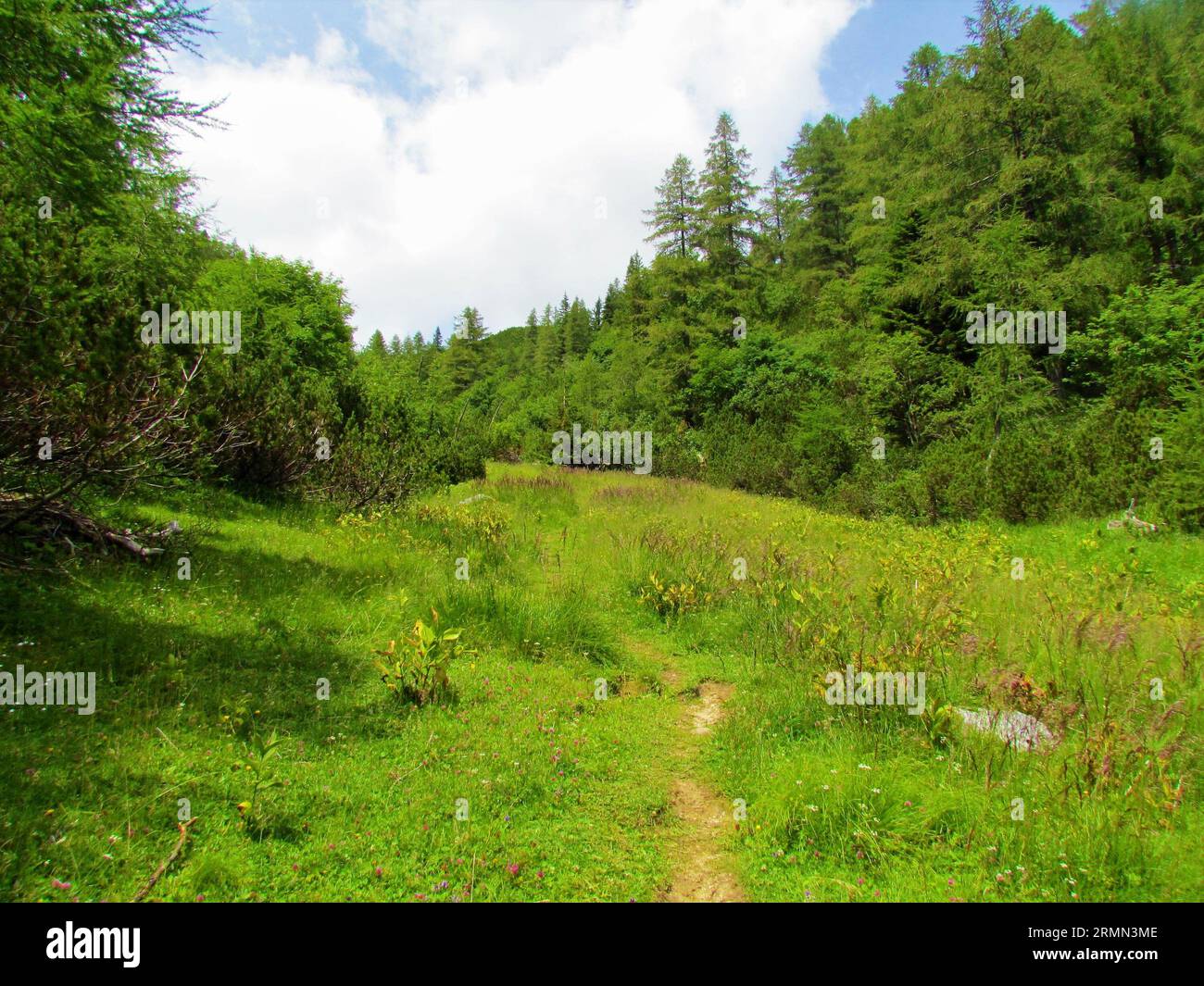 Alpine grassy meadow in Slovenia surrounded by larch forest and creeping pine (Pinus mugo) Stock Photo