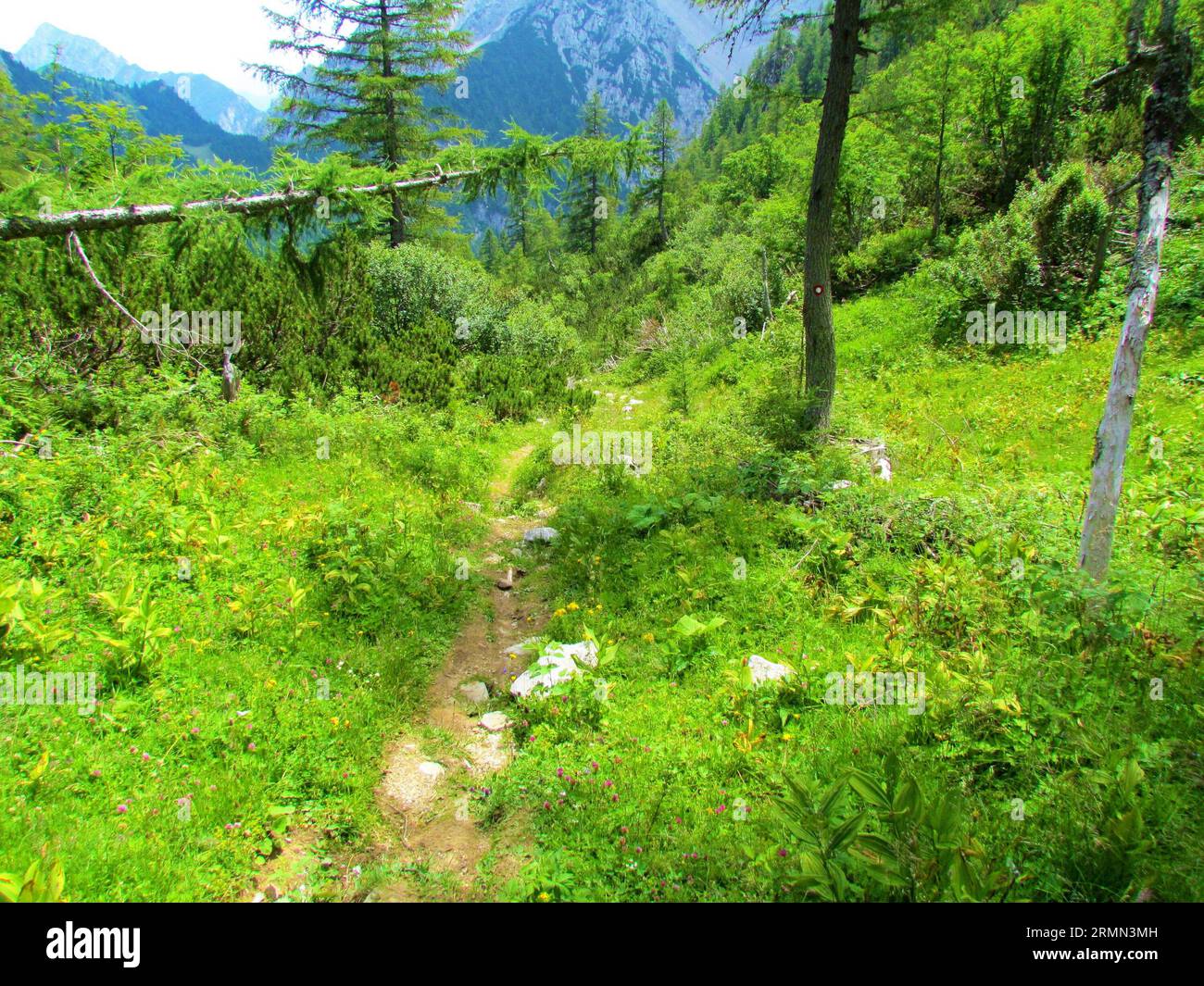 Trail leading past a mountain meadow in the Karavake mountains in Gorenjska, Slovenia with creeping pine (Pinus mugo) growing on the side and a few la Stock Photo