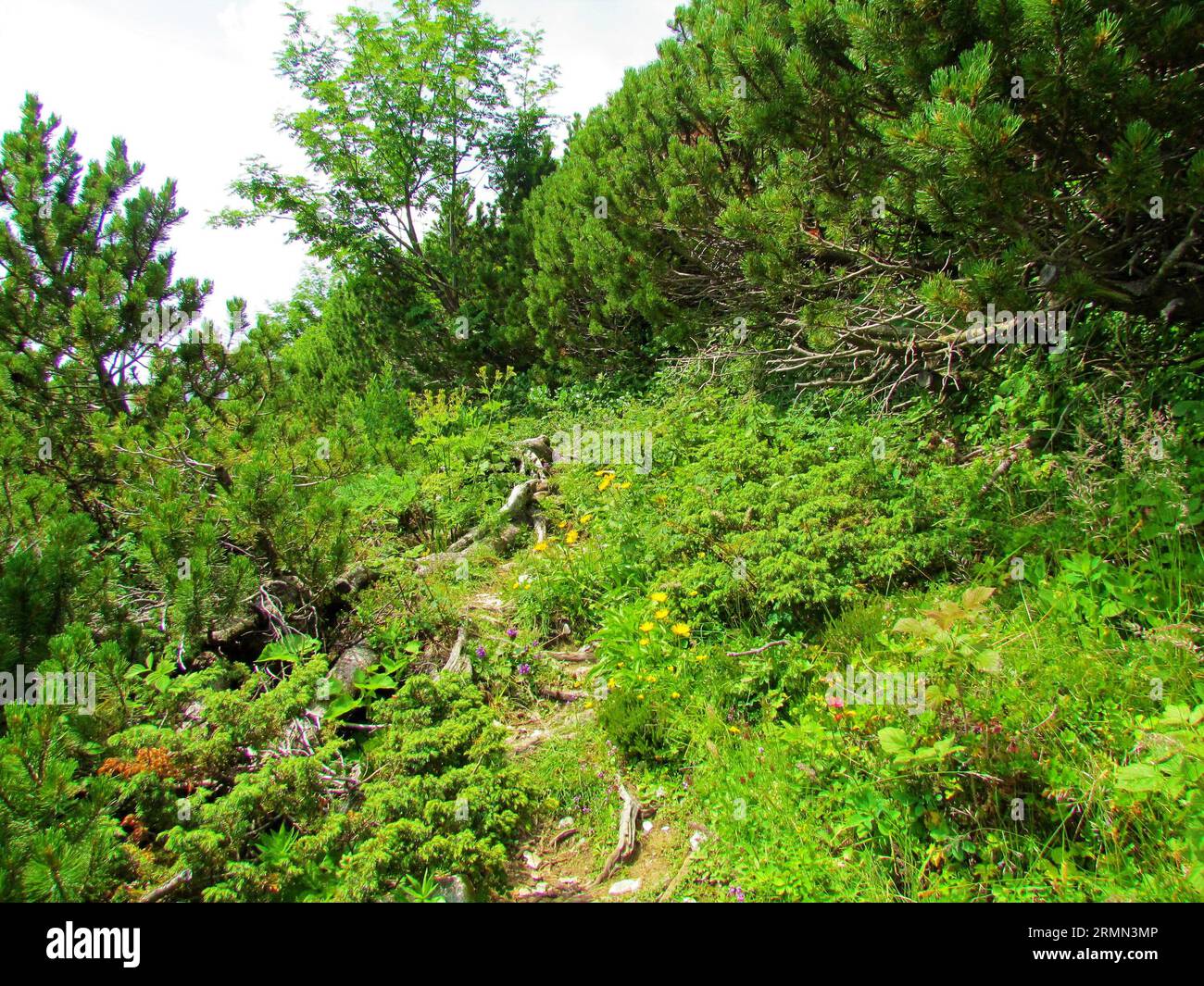 Trail covered by roots surrounded by grass and yellow blooming ox-eye (Buphthalmum salicifolium) flowers and creeping pine in Slovenia Stock Photo