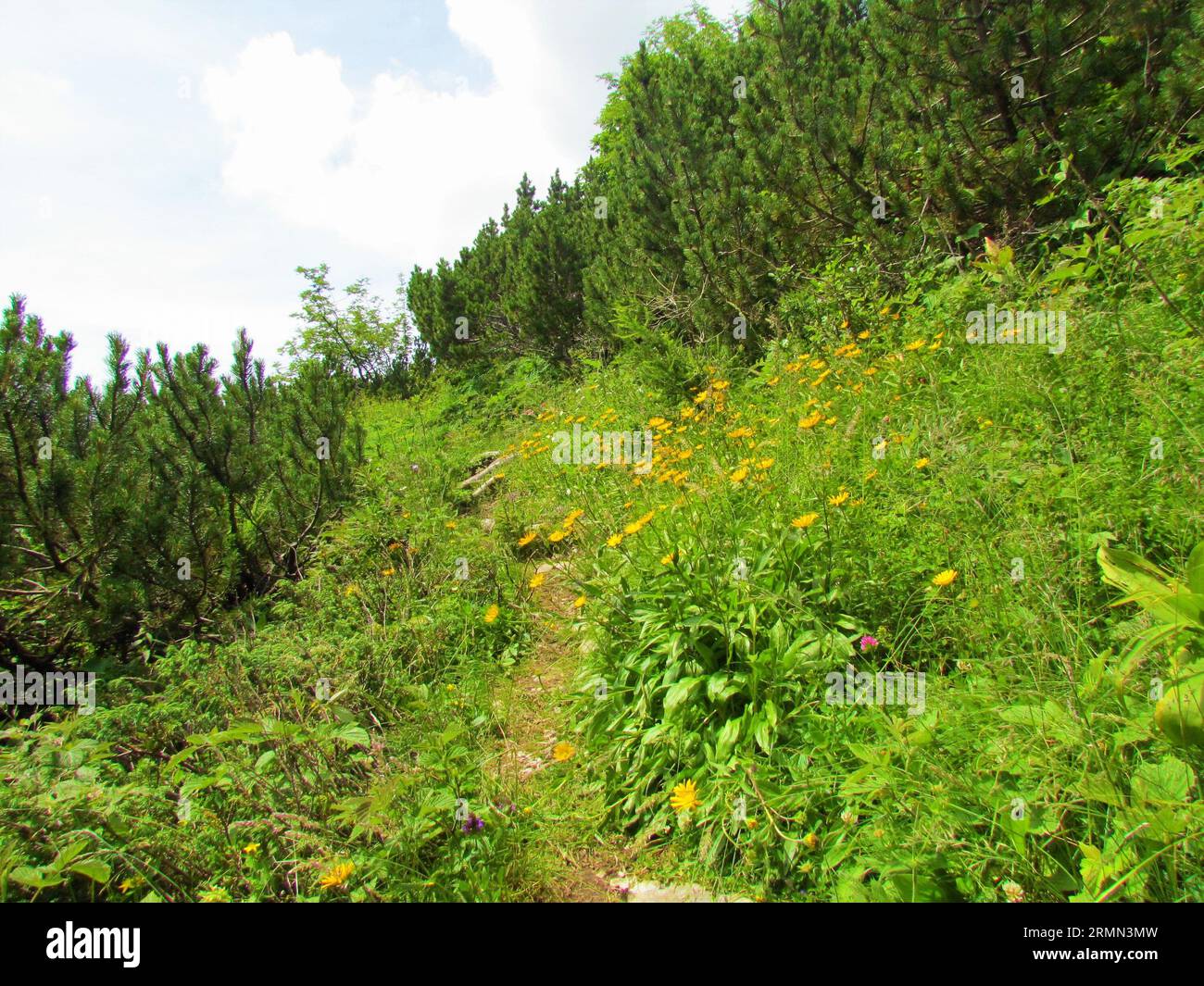 Trail surrounded by a grass covered meadow full of yellow flowering hawkbit (Leontodon pyrenaicus) flowers and a meadow surrounded by creeping pine (P Stock Photo