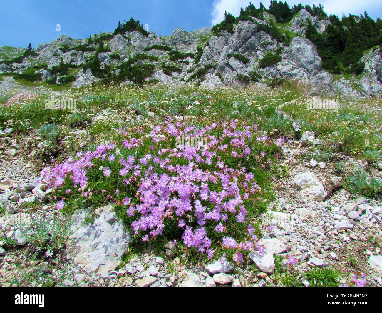 Patch of pink flowering Dianthus sternbergii flowers growing on a rocky alpine slope with step slopes in the back in the Karavanke mountain range in G Stock Photo