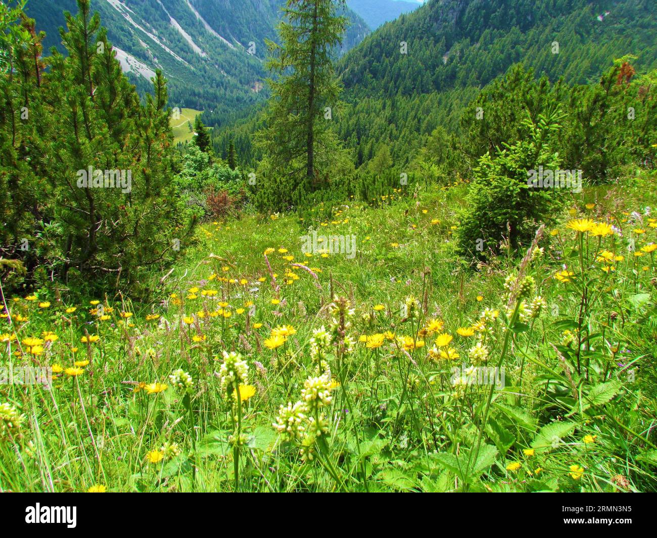 Mountain meadow full of yellow flowering hawkbit (Leontodon pyrenaicus) and a forest covered valley and mountain pastures in the back at Zelenica in G Stock Photo