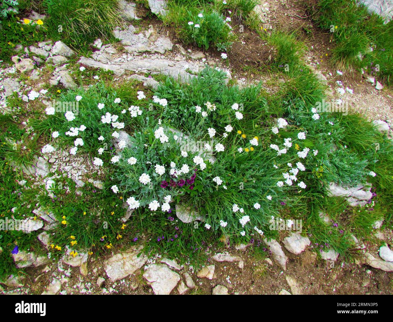 Patch of white blooming silvery yarrow (Achillea clavennae) flowers Stock Photo