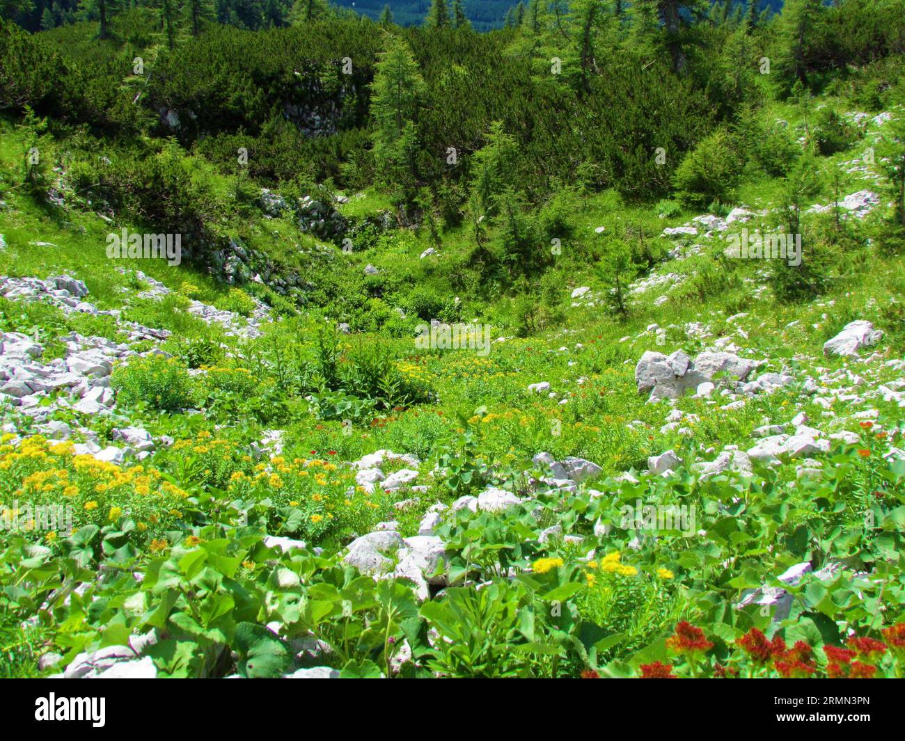 Alpine meadow full of blooming golden root, rose root (Rhodiola rosea) flowers and creeping pine (Pinus mugo) and small larch trees in the backround i Stock Photo