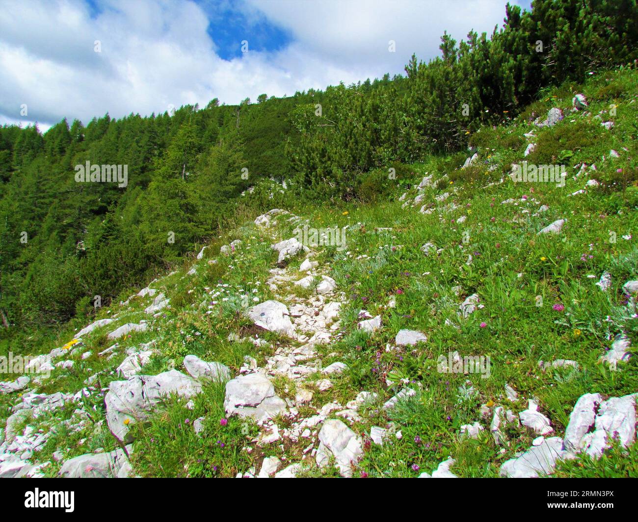 Rocky path leading past an alpine medow into creeping pine growh with silvery yarrow (Achillea clavennae) growing by the path above Pokljuka in Sloven Stock Photo