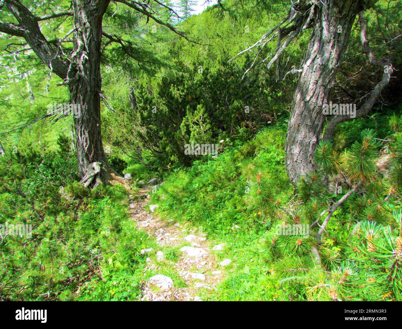 Bright sunlit path leading past alpine landscape with larch (Larix decidua) trees and creeping pine (Pinus mugo) vegetation aove Pokljuka in Julian al Stock Photo