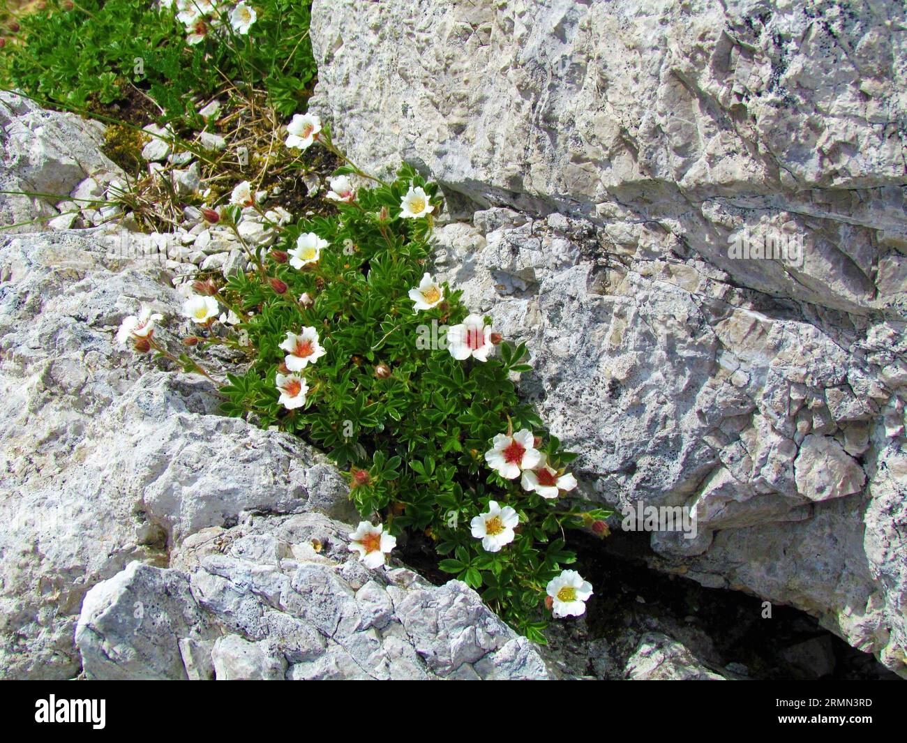Close up of white blooming Saxifraga burseriana flowers growing in a small crevice in the rocks Stock Photo